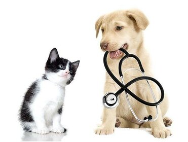 Tierarzt.jpg