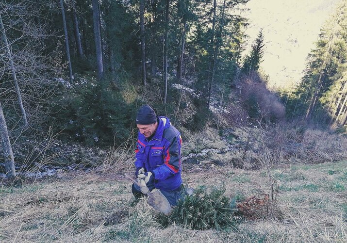 Mann in Arbeitskleidung kniet auf einer Wiese und pflanzt einen jungen Nadelbaum vor einem Wald.