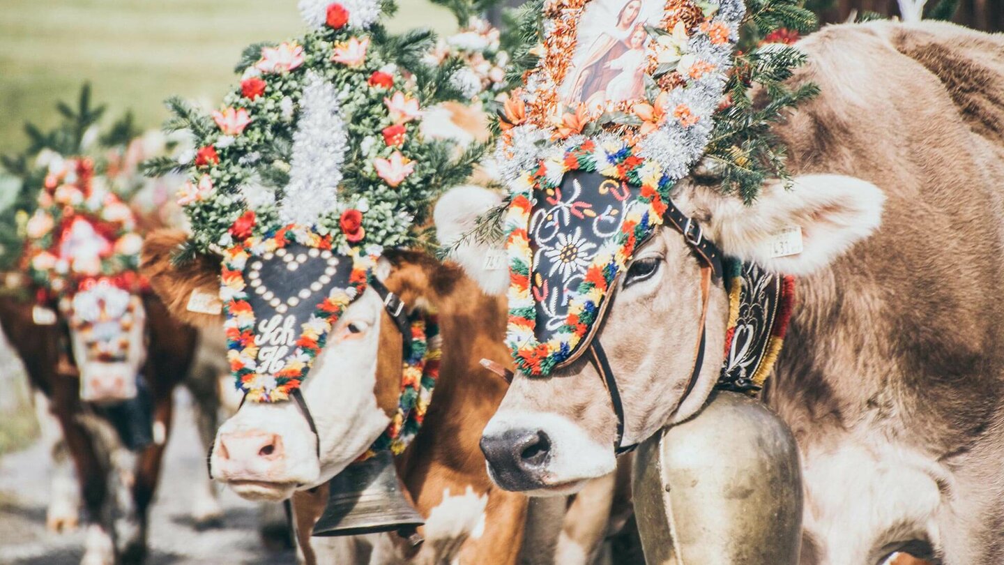 Kühe tragen traditionellen Kopfschmuck