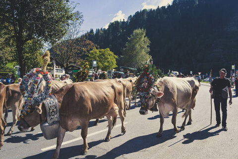 Almabtrieb im Zillertal