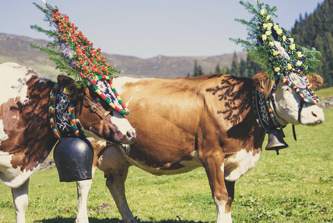 Kühe mit Kopfschmuck für den Almabtrieb