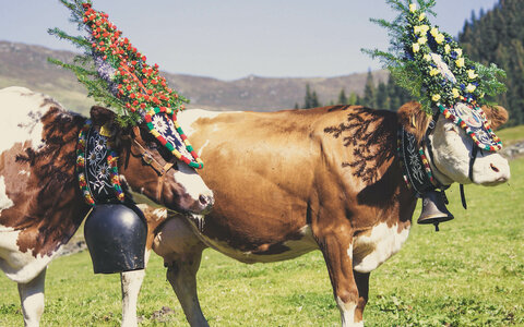 Kühe mit Kopfschmuck für den Almabtrieb
