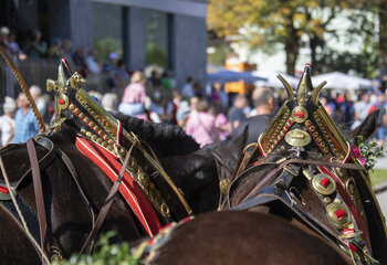 Almabtriebsfest in Krimml