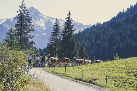 Almabtrieb mit Bergkulisse im Hintergrund