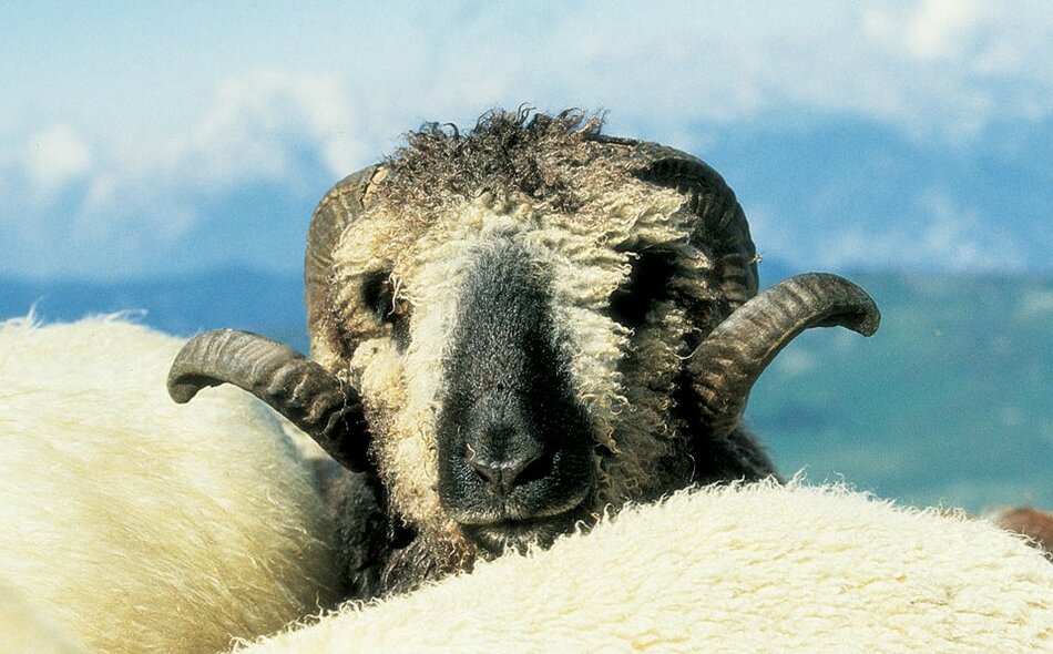 Der Kopf eines Schafes.