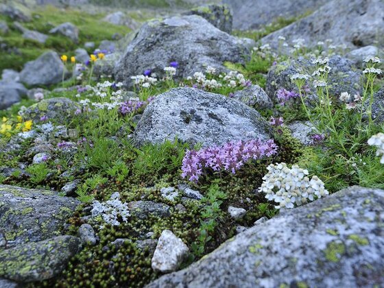 Erlebnis Honigbienen