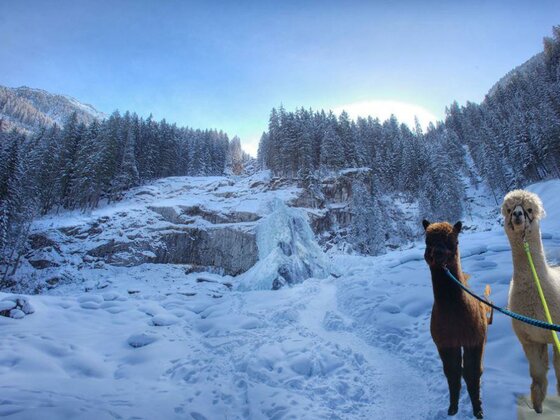 Winterwanderung mit den Wasserfall-Alpakas